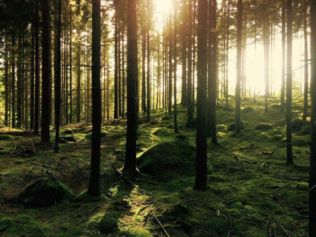 Sunlight shining through a green forest.